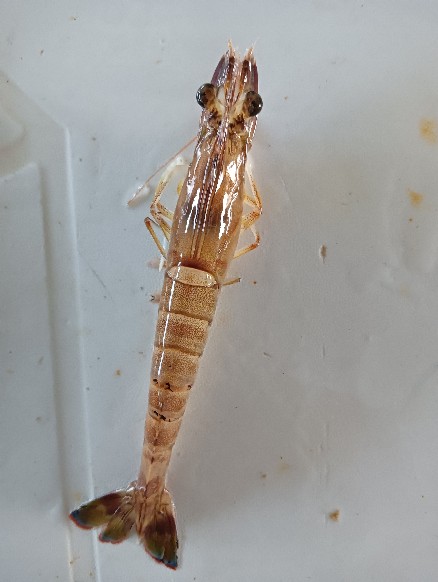 cherche femme qui veut sucer (ou femboy)