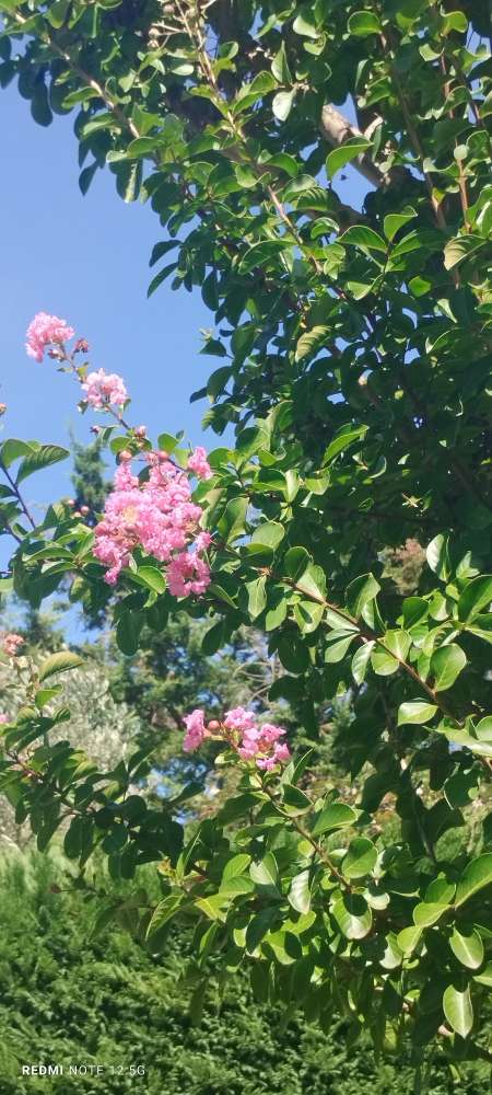 Massage chez vous pour votre plaisir tout en douce