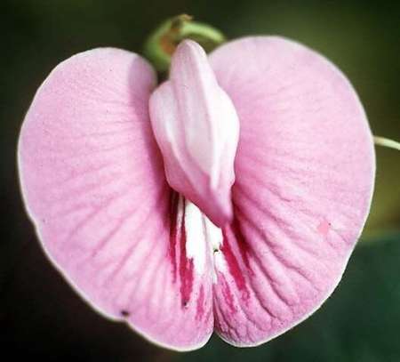 Juste apprivoiser et c�liner une petite chatte