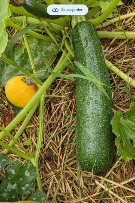 Femmes à courgettes